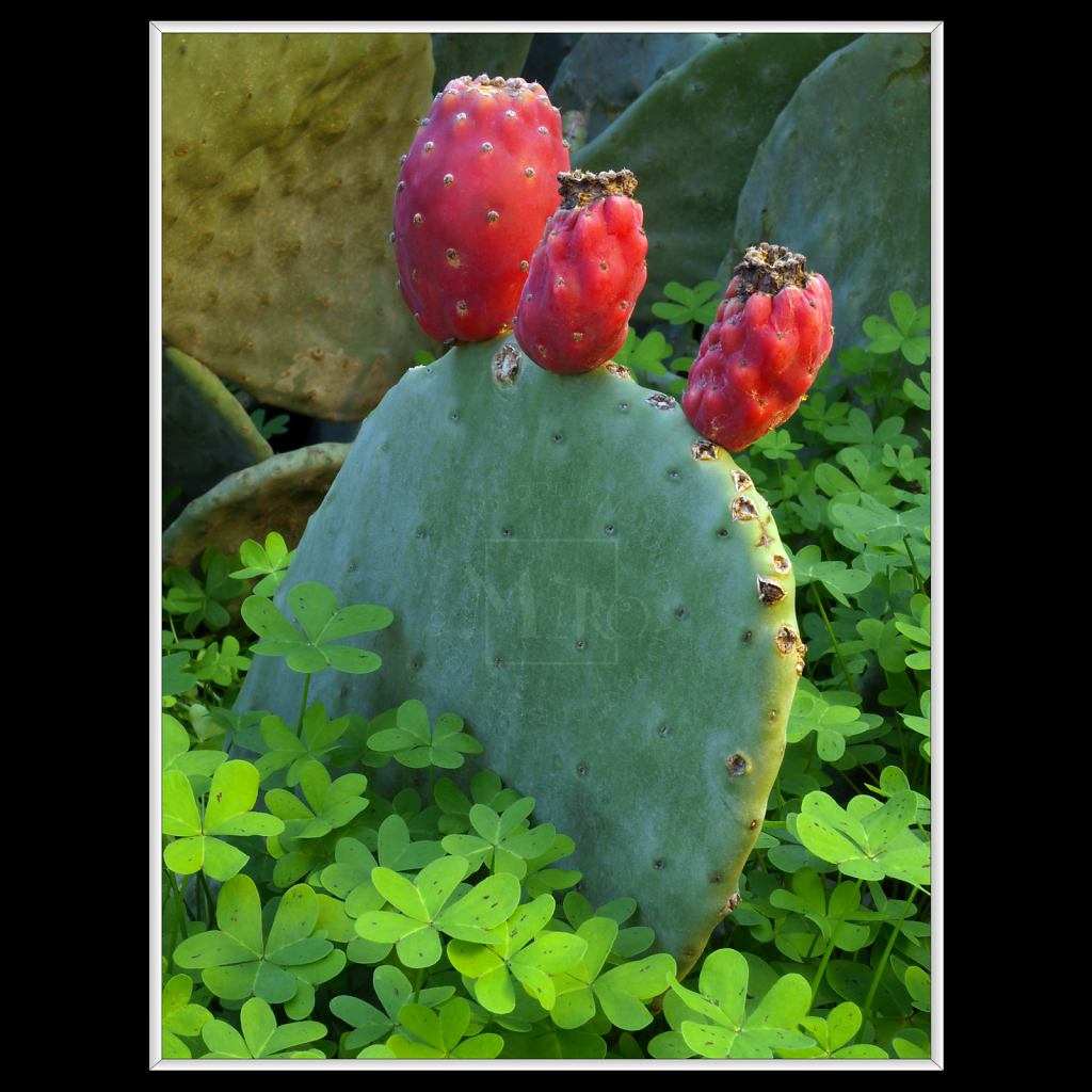 Opuntia