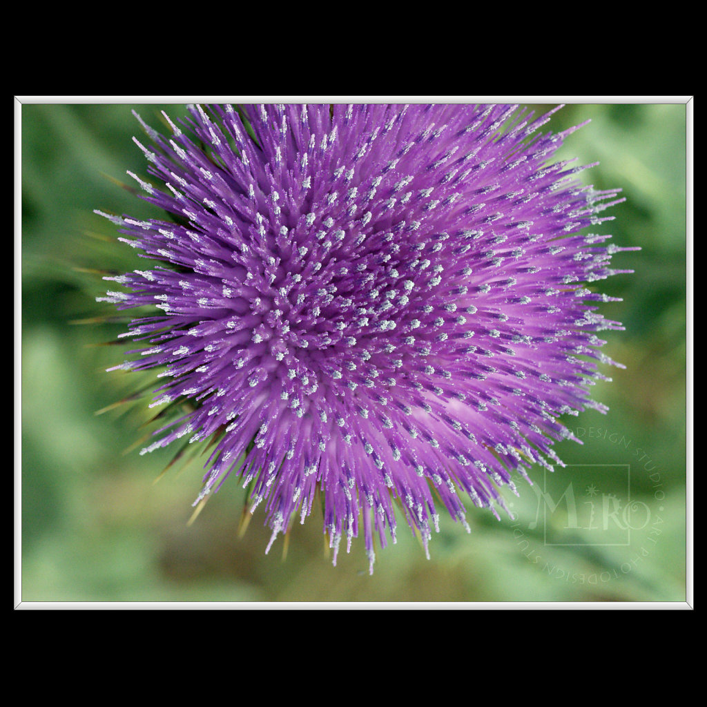 INFLORESCENCE impression