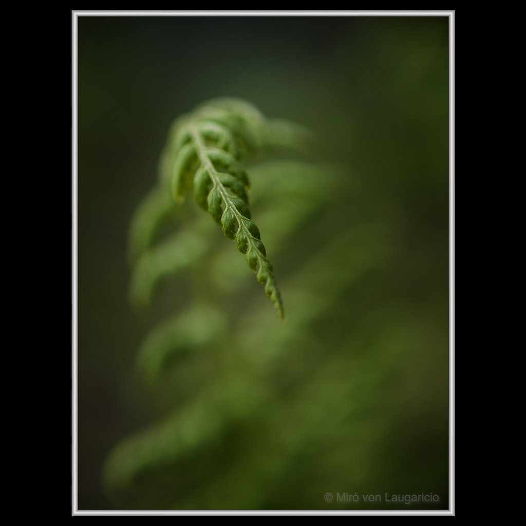 INFLORESCENCE impression