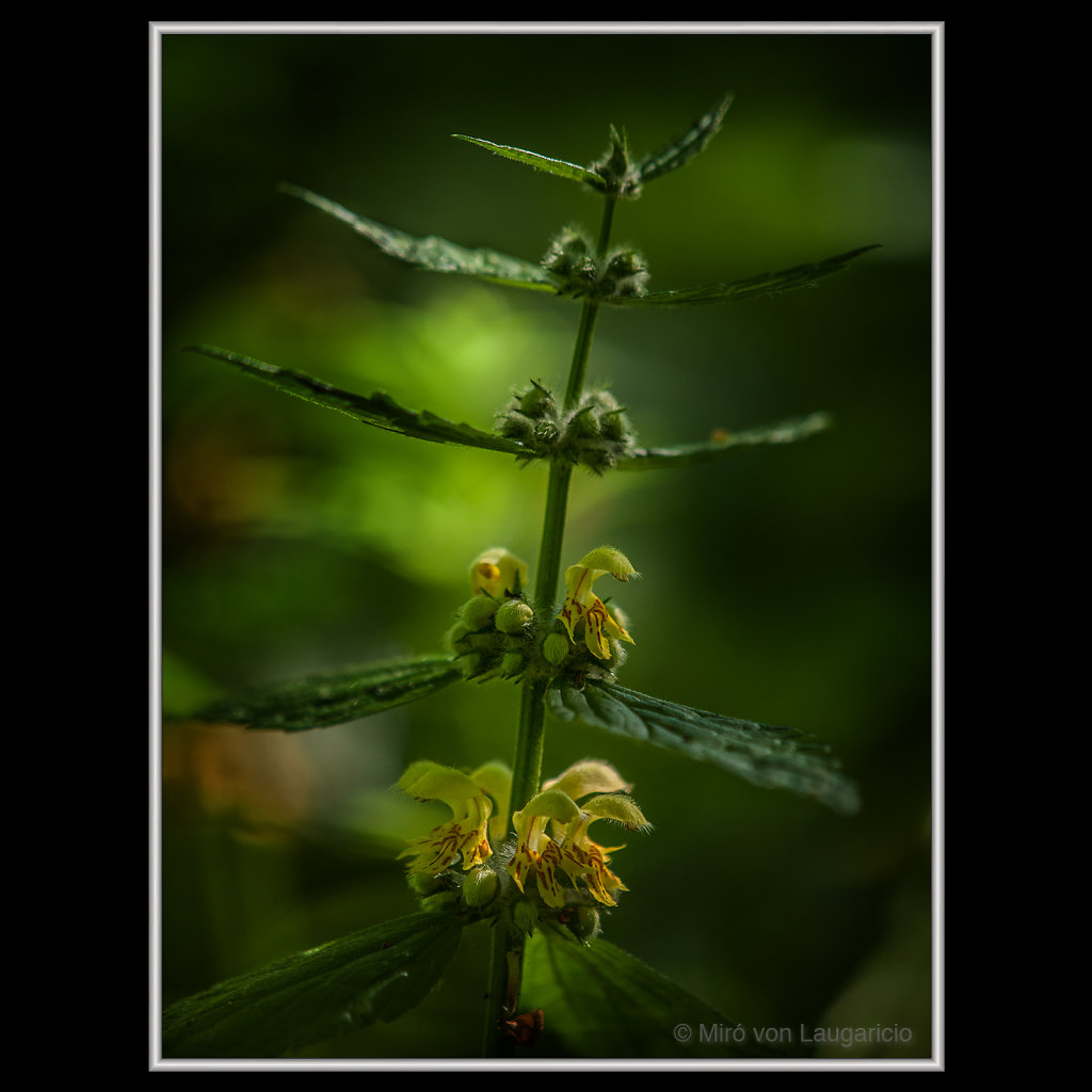 INFLORESCENCE impression