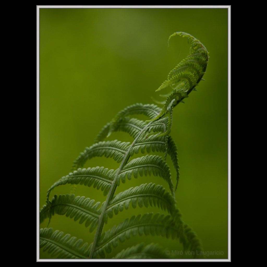 INFLORESCENCE impression