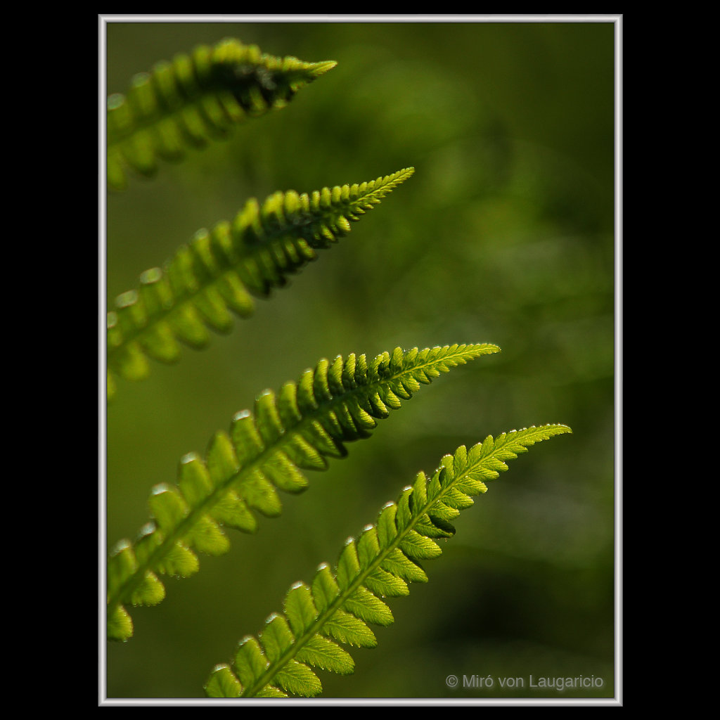 INFLORESCENCE impression